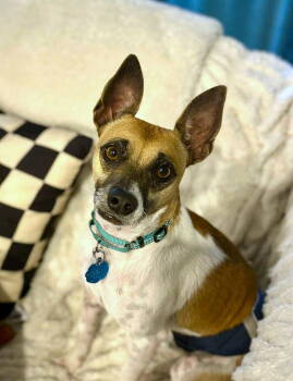 Rescue Jack Russell Terrier Dogs for Adoption in Arlington, Virginia - Jack | PetCurious