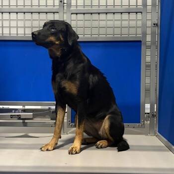 Sunshine KCAC -  Mixed Breed Dog for Adoption in Kerrville, Texas - Sunshine KCAC | PetCurious