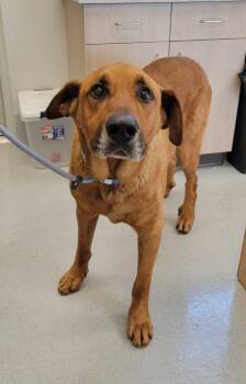 Labrador Retriever and Great Dane Dogs Available for Adoption in Chillicothe, Ohio - Nectarine | PetCurious