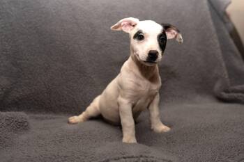 Pumba. (Loves Kids) -  Dachshund and Wirehaired Terrier Dog for Adoption in Mobile, Alabama - Pumba. (Loves Kids) | PetCurious