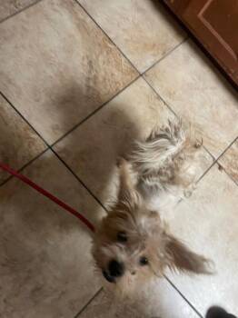 Gumbo -  Mixed Breed Dog for Adoption in Cincinnati, Ohio - Gumbo | PetCurious