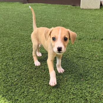 Biscuit 4388 -  Mixed Breed Dog for Adoption in Loxahatchee Groves, Florida - Biscuit 4388 | PetCurious