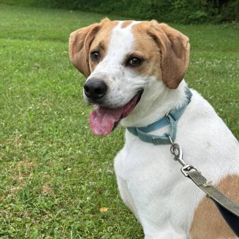 Rescue American Foxhound Dogs for Adoption in Monroeville, Pennsylvania - George | PetCurious