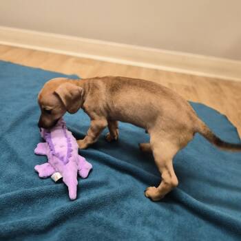 Cody -  Chihuahua and Dachshund Dog for Adoption in Woodstock, Illinois - Cody | PetCurious