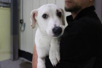 Buffalo -  Terrier and Mixed Breed Dog for Adoption in Kansas City, Missouri - Buffalo | PetCurious