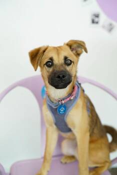 Cortina -  Terrier and Husky Dog for Adoption in Pasadena, California - Cortina | PetCurious