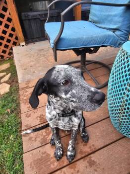 Oakley -  Dalmatian and Pointer Dog for Adoption in Gainesville, Virginia - Oakley | PetCurious