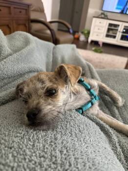 Tigger -  Terrier Dog for Adoption in Alafaya, Florida - Tigger | PetCurious