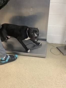 Rescue Pit Bull Terrier and Mixed Breed Dogs for Adoption in Fort Worth, Texas - D1 | PetCurious