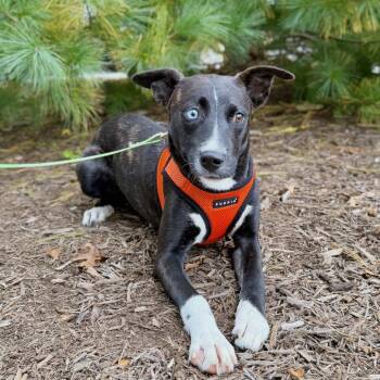 Molly -  Hound and Pit Bull Terrier Dog for Adoption in East Hampton, New York - Molly | PetCurious