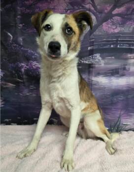 Labrador Retriever and Beagle Dogs Available for Adoption - Cheese | PetCurious