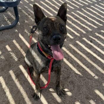 ED -  Pit Bull Terrier and Mixed Breed Dog for Adoption in Thousand Palms, California - ED | PetCurious