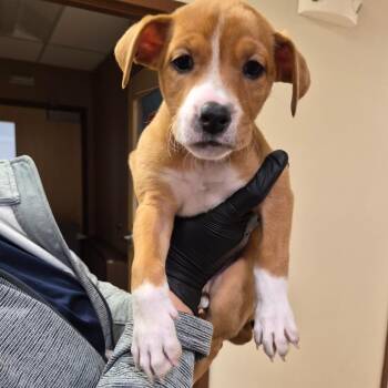 Eva -  Pit Bull Terrier and Mixed Breed Dog for Adoption in Reno, Nevada - Eva | PetCurious