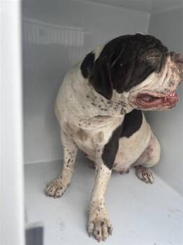 A662300 -  American Bulldog Dog for Adoption in Houston, Texas - A662300 | PetCurious