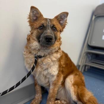 Border Collie Dogs Available for Adoption - Millie | PetCurious