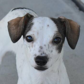 Ranchita -  Chihuahua Dog for Adoption in Auburn, Nebraska - Ranchita | PetCurious