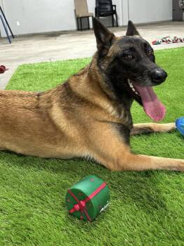 Rescue Belgian Shepherd Malinois and Shepherd Dogs for Adoption in Houston, Texas - Kaya | PetCurious