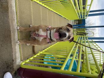 Pit Bull Terrier Dogs Available for Adoption in Steger, Illinois - Brae  | PetCurious