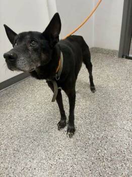 Rescue Mixed Breed Dogs for Adoption in Gastonia, North Carolina - Pepper | PetCurious