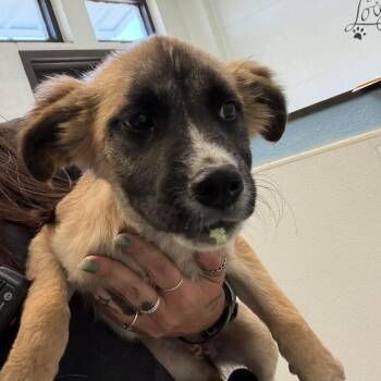 Shepherd Dogs Available for Adoption in Austin, Texas - P Terry | PetCurious