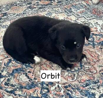 Orbit -  Pit Bull Terrier and Labrador Retriever Dog for Adoption in Gilberts, Illinois - Orbit | PetCurious