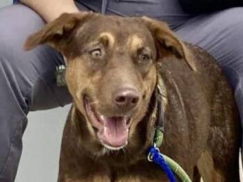 Rescue Mixed Breed Dogs for Adoption in Georgetown, Texas - Cookie | PetCurious