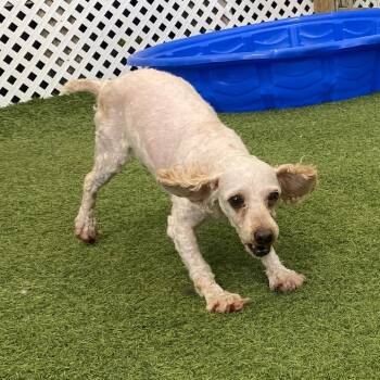 Poodle Dogs Available for Adoption - Jag 5257 | PetCurious