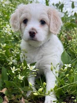 Aspen -  Shih Tzu and Poodle Dog for Adoption in Wake Forest, North Carolina - Aspen | PetCurious