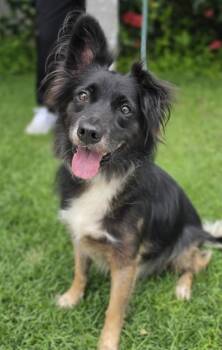 Roux -  Shepherd and Mixed Breed Dog for Adoption in Honolulu, Hawaii - Roux | PetCurious