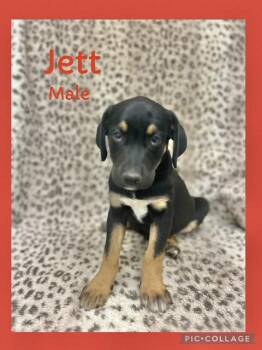 Rescue Labrador Retriever and Border Terrier Dogs for Adoption in Manchester, Connecticut - Jett 2 | PetCurious