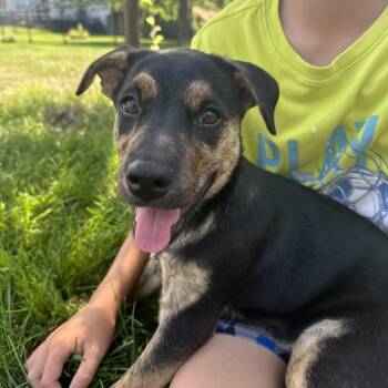 Bindi -  Pit Bull Terrier and Cattle Dog Dog for Adoption in Minneapolis, Minnesota - Bindi | PetCurious