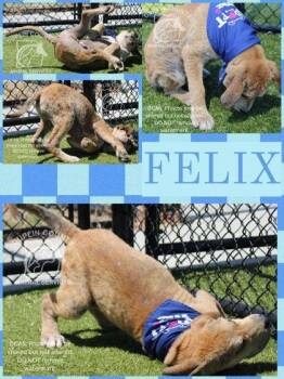 American Staffordshire Terrier and Mixed Breed Dogs Available for Adoption in Kenansville, North Carolina - FELIX | PetCurious