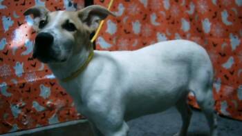 Rescue Pit Bull Terrier Dogs for Adoption in Tulsa, Oklahoma - PHANTOM | PetCurious