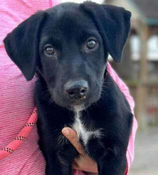 Rescue Labrador Retriever and Mixed Breed Dogs for Adoption in Saugus, Massachusetts - Memphis | PetCurious