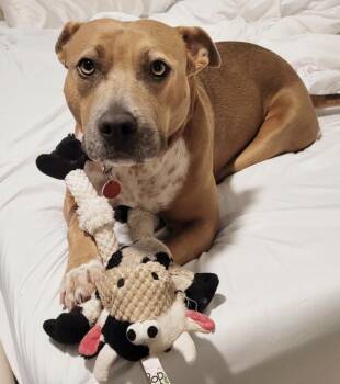 Rescue Pit Bull Terrier Dogs for Adoption in Los Angeles, California - Mocie | PetCurious