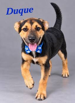 Duque -  German Shepherd Dog Dog for Adoption in Lucas, Texas - Duque | PetCurious