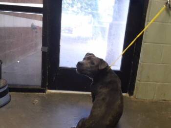 BLUEBELL -  Pit Bull Terrier and Mixed Breed Dog for Adoption in Tulsa, Oklahoma - BLUEBELL | PetCurious