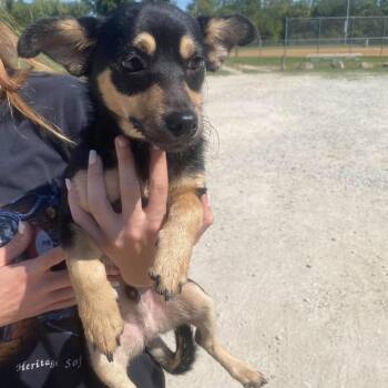 Hoffer Stray Hold 9/20 -  Mixed Breed Dog for Adoption in Huntington, West Virginia - Hoffer Stray Hold 9/20 | PetCurious