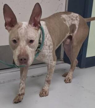 Mixed Breed Dogs Available for Adoption in Savannah, Georgia - Banter | PetCurious