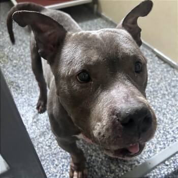 Mini Muffin -  English Bulldog and Pit Bull Terrier Dog for Adoption in Binghamton, New York - Mini Muffin | PetCurious