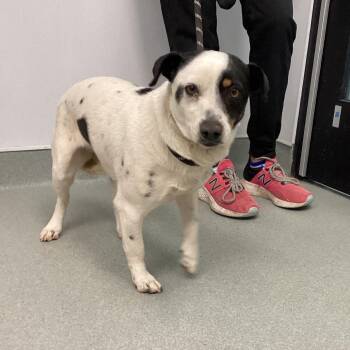 Rat Terrier Dogs Available for Adoption - Addison | PetCurious