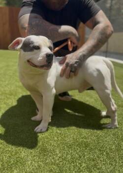 Porky -  American Bully Dog for Adoption in Ventura, California - Porky | PetCurious