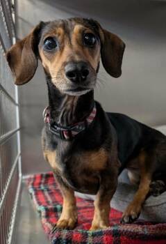 Dachshund Dogs Available for Adoption - Puddles | PetCurious