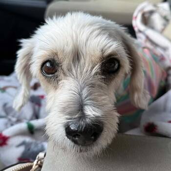 SNOWY -  Miniature Poodle Dog for Adoption in Marana, Arizona - SNOWY | PetCurious
