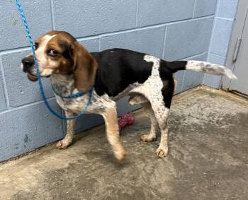Beagle Dogs Available for Adoption - Reagle | PetCurious
