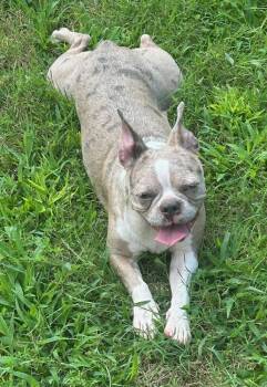 Rescue Boston Terrier Dogs for Adoption in Gillsville, Georgia - Milly Boston Terrier | PetCurious