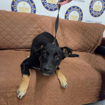 Max -  Shepherd Dog for Adoption in Fayetteville, Arkansas - Max | PetCurious
