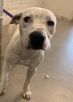 ASTER -  Pit Bull Terrier and Mixed Breed Dog for Adoption in San Bernardino, California - ASTER | PetCurious
