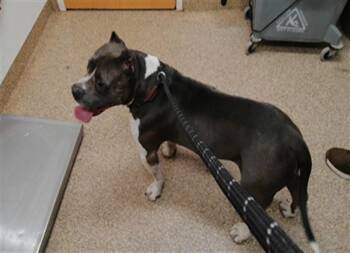 GEORGE -  American Bulldog and Mixed Breed Dog for Adoption in Albuquerque, New Mexico - GEORGE | PetCurious