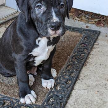 Pit Bull Terrier Dogs Available for Adoption - Bullseye  | PetCurious